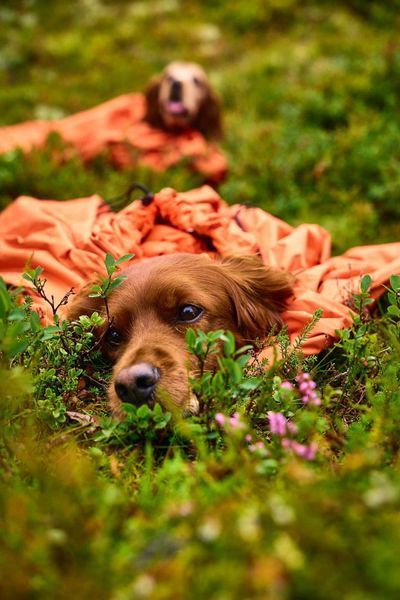 Спальний мішок для собак Bivvy bag Non-stop dogwear Помаранчевий S 40552 фото