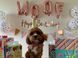 Фольговані кульки, Woof, 40 см, золотий MialandHB15_1 фото 8