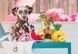 Іграшка для собак Tropical Paradise - Flamingo Float Pet Play 817152019404 фото 5
