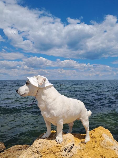 Панама для собак з котону HatDog, біла, розмір L HD_45 фото