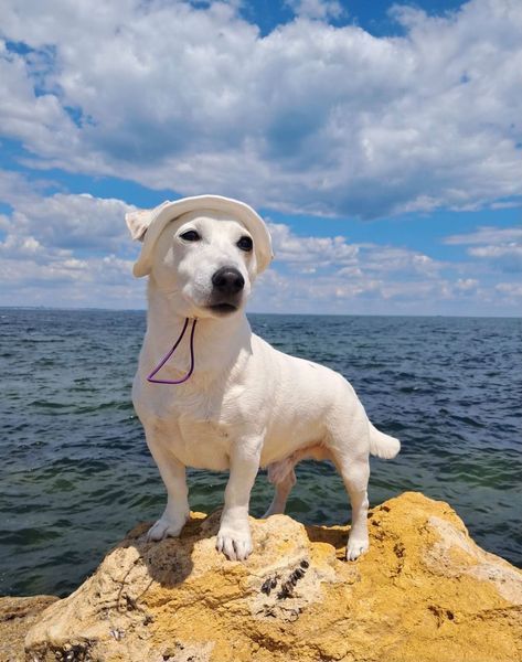 Панама для собак з котону HatDog, біла, розмір L HD_45 фото