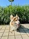 Панама для собак з котону HatDog, біла, розмір L HD_45 фото 7