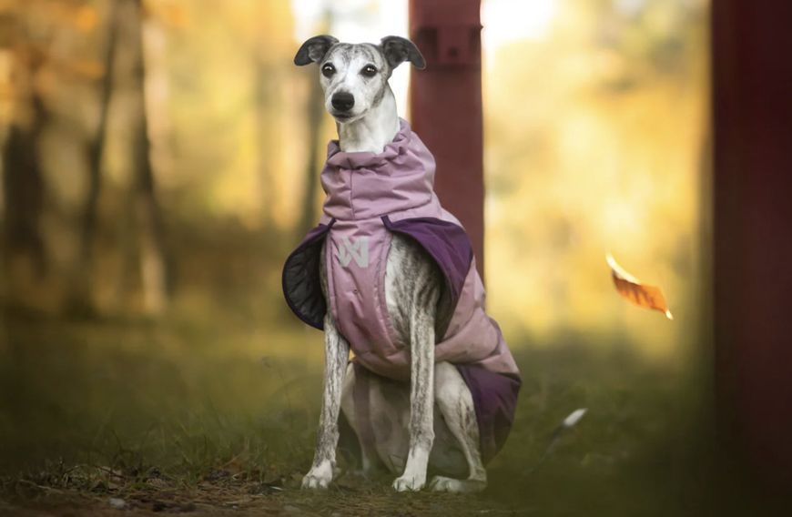 Тепла зимова куртка для собак Glacier jacket 3.0 Non-stop dogwear Фіолетовий 24 41289 фото