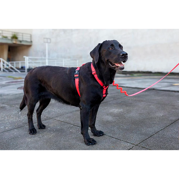 Шлея для собак Zee.Dog - Neon Coral H-Harness, Розмір XS 395763 фото