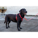 Шлея для собак Zee.Dog - Neon Coral H-Harness, Розмір XS 395763 фото 4