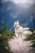 Нашийник для собак Alpha 360 Woolly Wolf Mauve Mix, Розмір S WWOLF149 фото 6