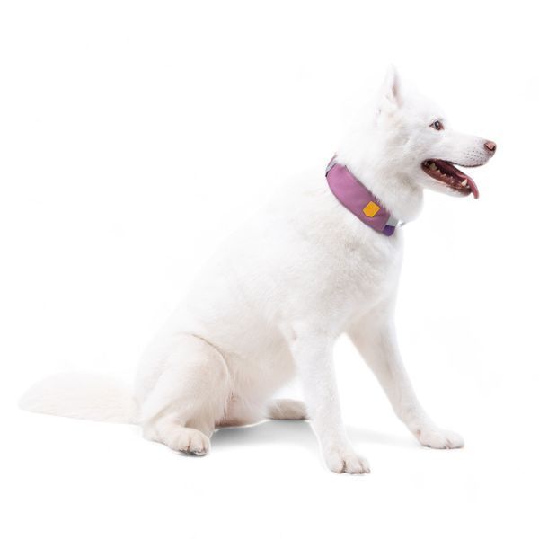 Нашийник для собак Alpha 360 Woolly Wolf Mauve Mix, Розмір S WWOLF149 фото