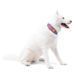 Нашийник для собак Alpha 360 Woolly Wolf Mauve Mix, Розмір S WWOLF149 фото 3