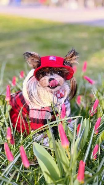 Панама для собак з котону HatDog, ягідний мілкшейк, розмір XS HD_237 фото