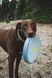 Фрізбі для собак Ruffwear Camp Flyer&trade; Toy Блакитний 47226 фото 6
