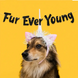 🎉 Гірлянда "Fur Ever Young" для хвостатої вечірки - чорна MialandHB52 фото 3