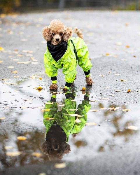 Комбінезон-дощовик для собак Rain Suit Neon Paikka - 50 см PK_128 фото