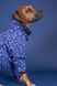 Комбінезон для собак Winter Suit blue Paikka, розмір - 40 см PK_314 фото 8