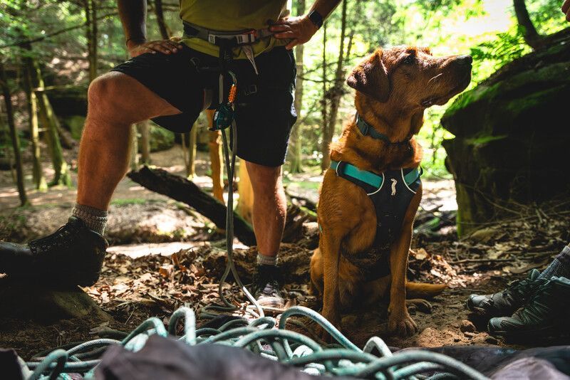 Легка шлейка для собак Ruffwear Flagline XXS 33-43 см Сірий 30746 фото