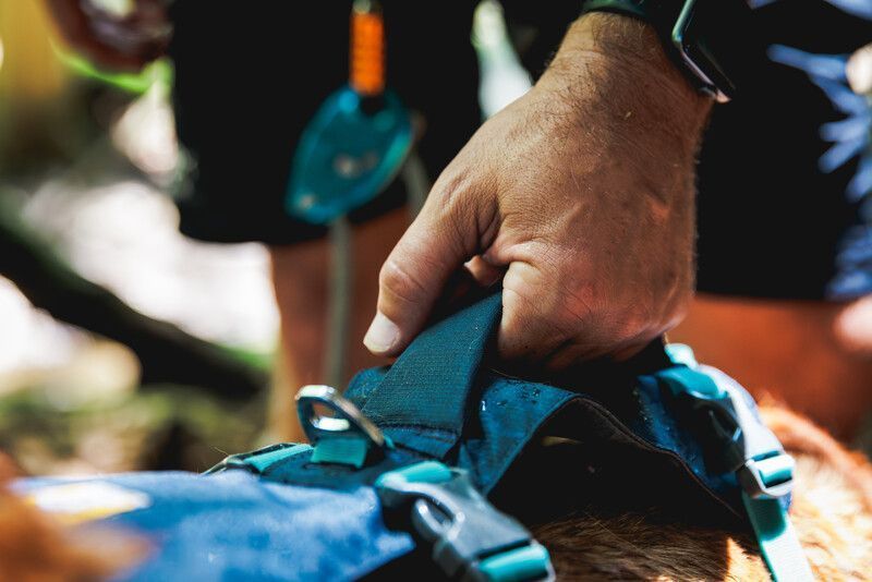 Легка шлейка для собак Ruffwear Flagline XXS 33-43 см Сірий 30746 фото