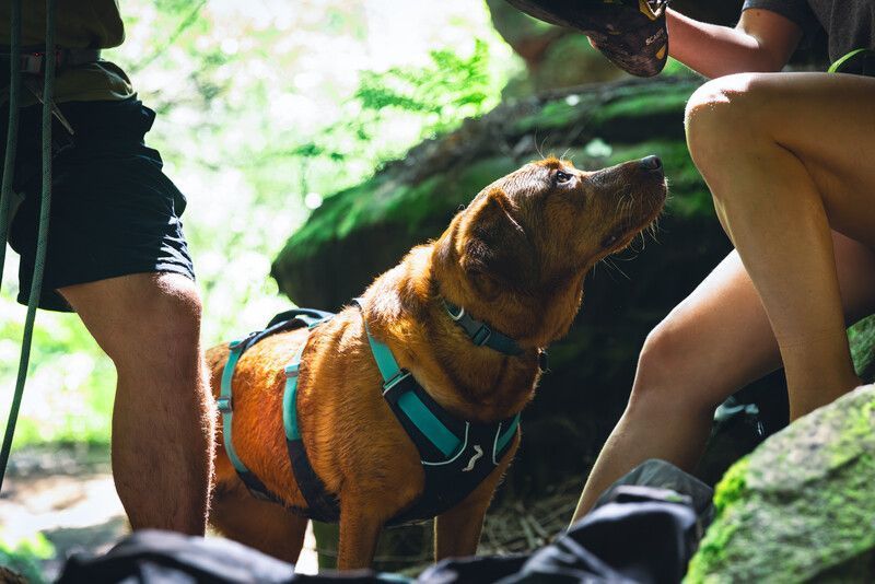 Легка шлейка для собак Ruffwear Flagline XXS 33-43 см Сірий 30746 фото