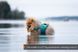 Рятувальний жилет для собак Protector life jacket Non-stop dogwear Бірюзовий 3 40505 фото 2