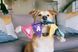 М'яка іграшка для собак PetPlay - святкова гірлянда Party Animals Birthday Banner PY7242ESF фото 4