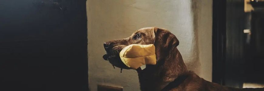 М'яка іграшка для собак з канатиком Beco Pets Кенгуру 40241 фото