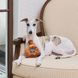 Іграшка для собак Віскі Chewffon Whiskey Bottle Squeaky Toy CHFF034 фото 5